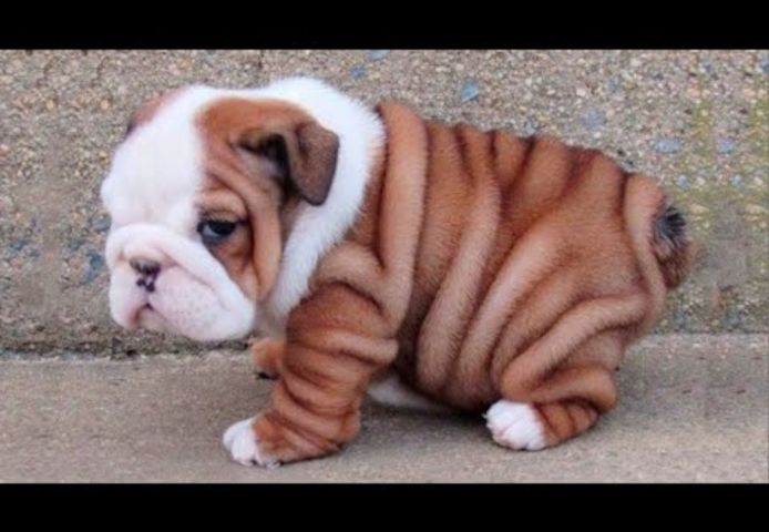 Englische Bulldogge welpen