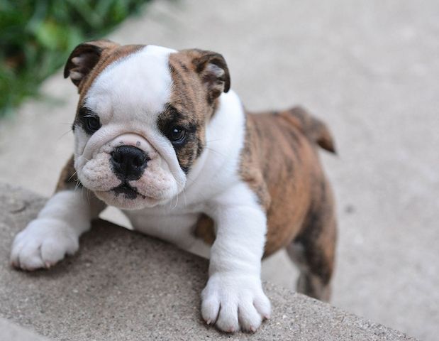 Englische Bulldogge welpen