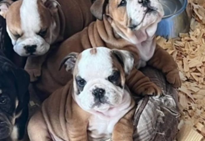 Englische Bulldogge welpen