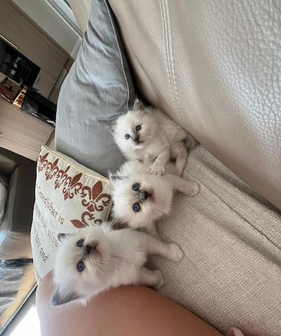 3 Blue Point Kätzchen zu verkaufen