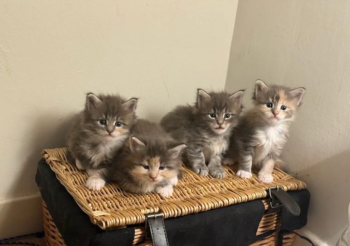 wunderschöne Maine-Coon-Kätzchen