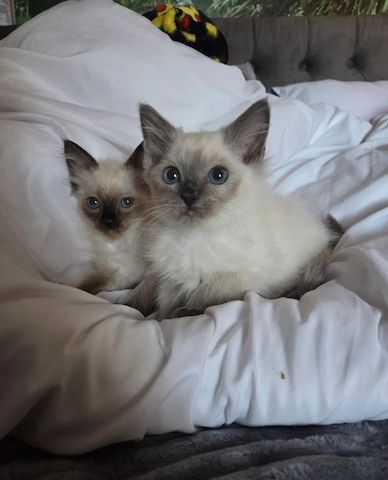 Wunderschöne Ragdoll-Kätzchen