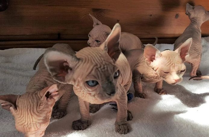 6 wunderschöne kanadische Sphynx-Kätzchen