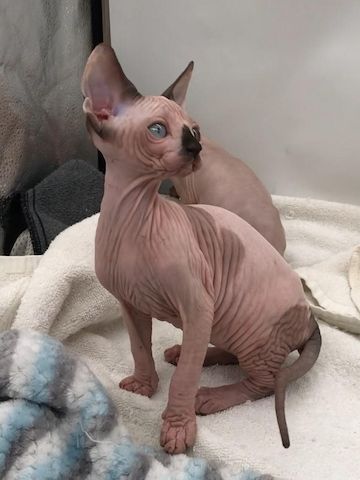 Sphynx-Kätzchen