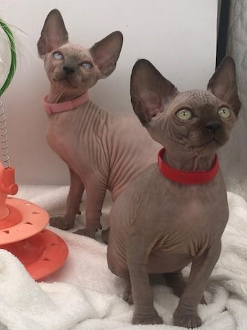 Sphynx-Kätzchen