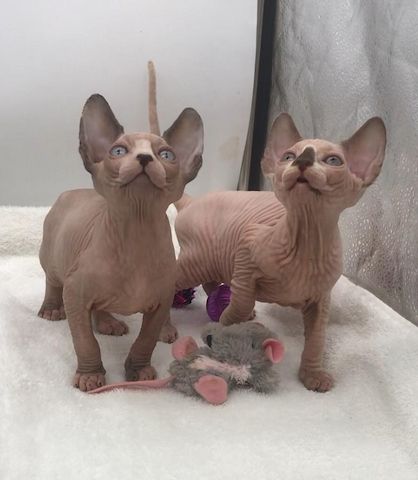 Sphynx-Kätzchen