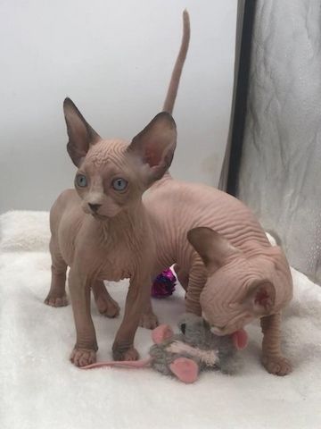 Sphynx-Kätzchen