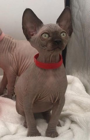 2 süße Sphynx Kätzchen zu verschenken