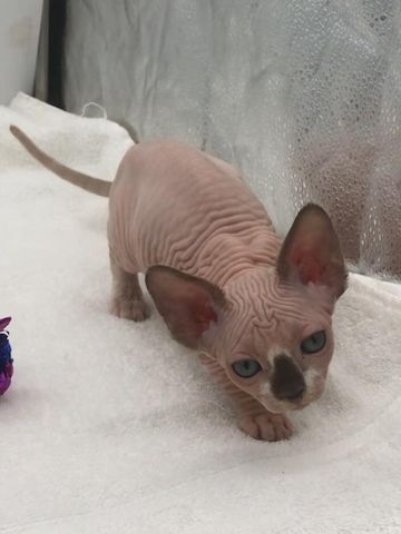 2 süße Sphynx Kätzchen zu verschenken
