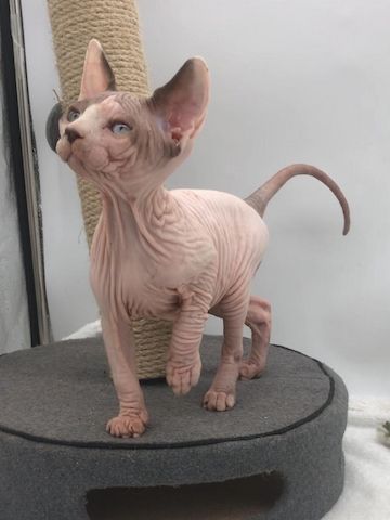 2 süße Sphynx Kätzchen zu verschenken