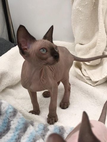 Sphynx-Kätzchen suchen ein liebevolles Zuhause