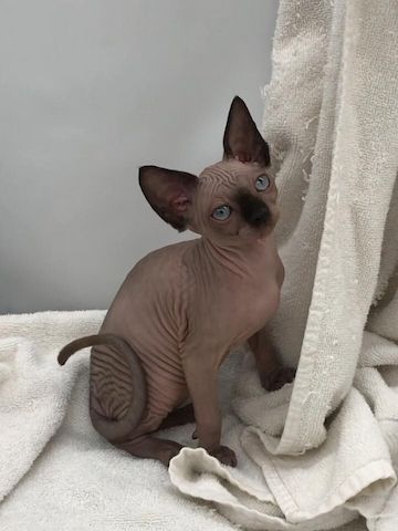 Sphynx – verschmust, verspielt & sozial