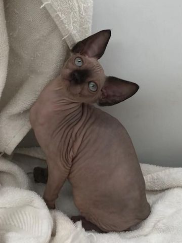 Sphynx – verschmust, verspielt & sozial