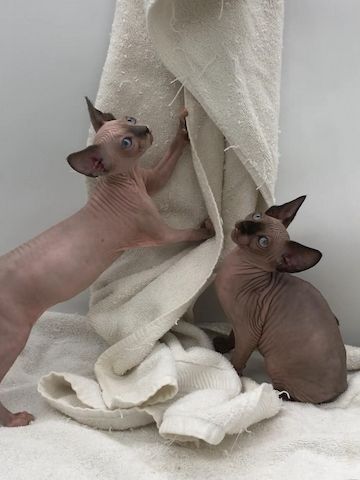 Sphynx – verschmust, verspielt & sozial