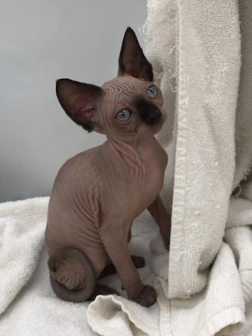 Sphynx – verschmust, verspielt & sozial