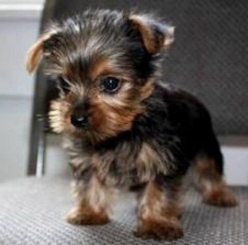 Gute Yorkshire-Terrier-Welpen