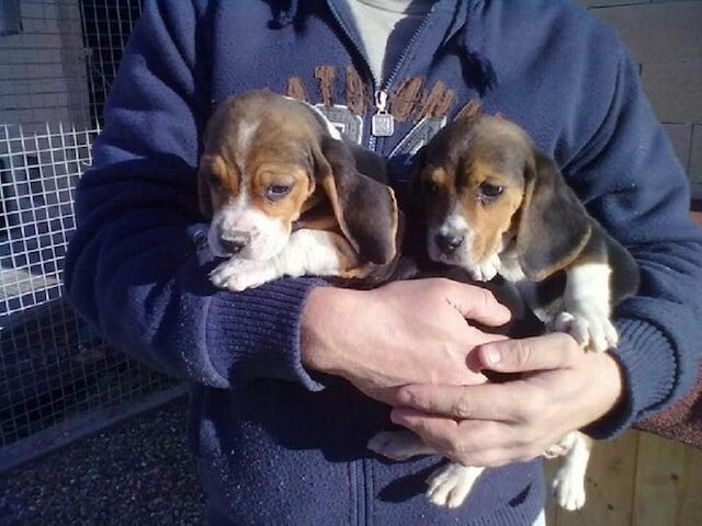 Beagle-Welpen, sozial domestiziert
