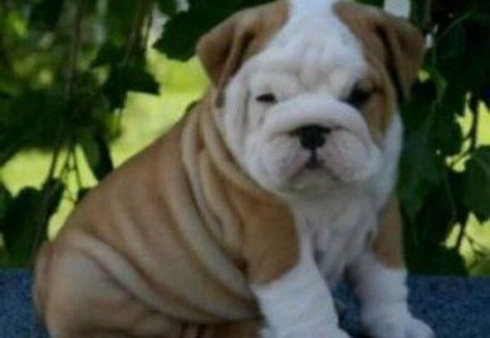 Englische Bulldogge zu verkaufen