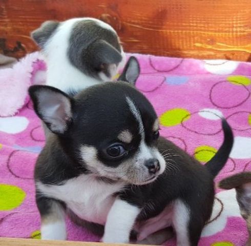 Chihuahua-Welpen, sehr liebevoll