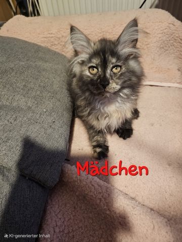 7 fröhliche Maine Coon Kitten