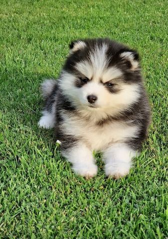 Pomsky F3 Toy & Mini Bärchentyp Puppengesicht