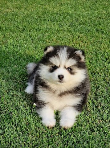 Pomsky F3 Toy & Mini Bärchentyp Puppengesicht