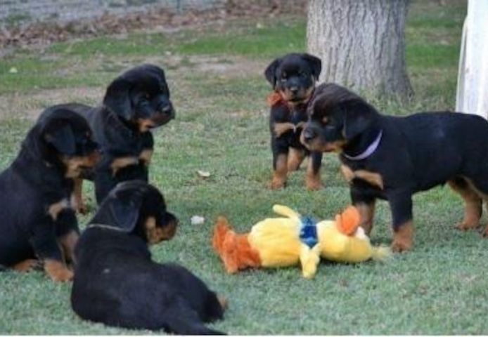 ADRK Rottweilerwelpen abzugeben mit Papieren 
