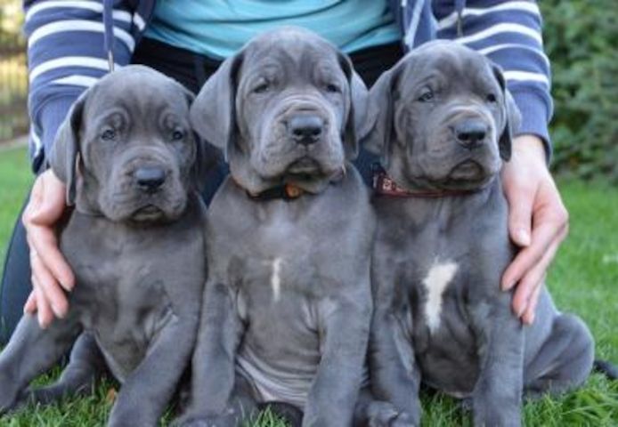 Deutsche Doggen Welpen mit Papieren 