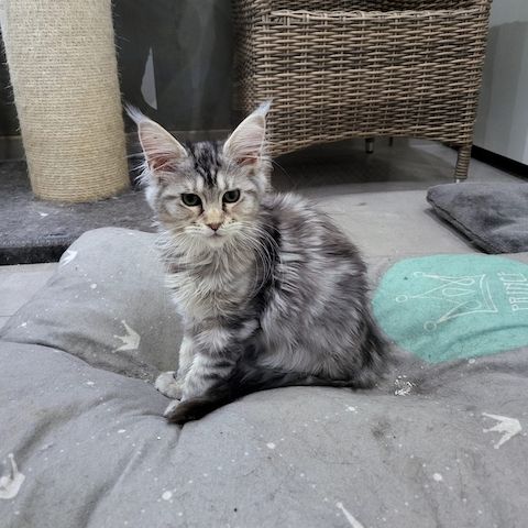 Süße Maine Coon Kätzchen suchen ein neues Zuhause