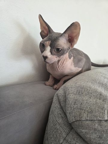 Deckkatter Sphynx gesucht
