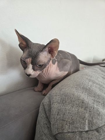Deckkatter Sphynx gesucht