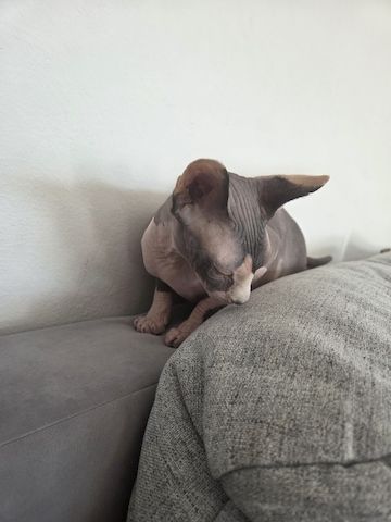 Deckkatter Sphynx gesucht