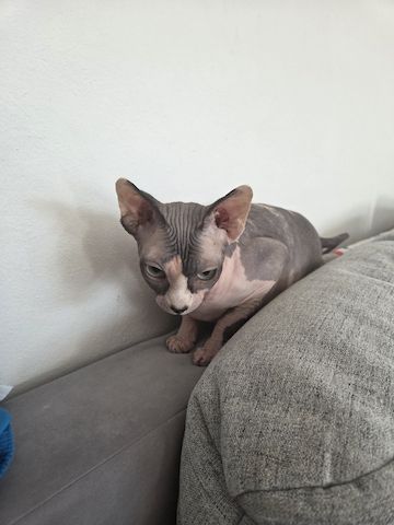Deckkatter Sphynx gesucht