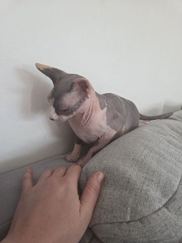 Deckkatter Sphynx gesucht