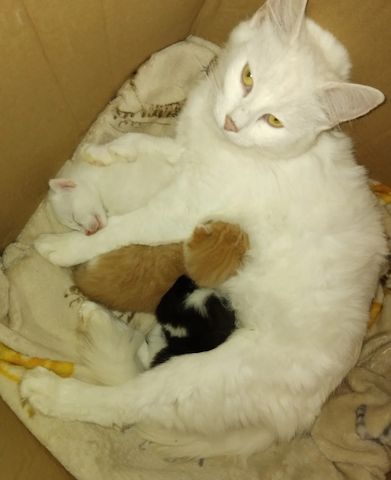 wunderschöne, mollige, flauschige Türkisch Angora-Kätzchen