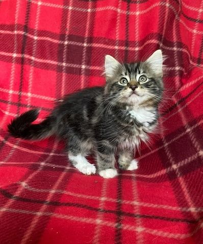 3 reinrassige Norwegische Waldkatzenkätzchen