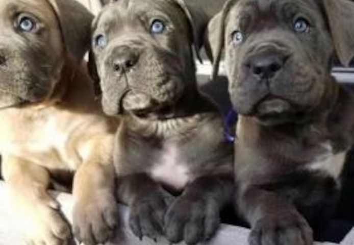 Erhältlich Cane Corso Welpen mit papieren 