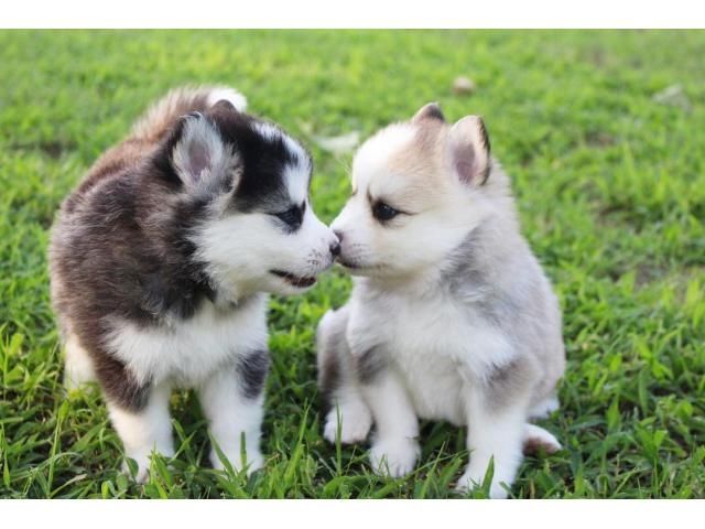 Erhältlich Pomsky Welpen mit Papieren 