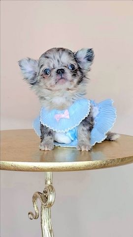 Blauer Merle Chihuahua-Welpe