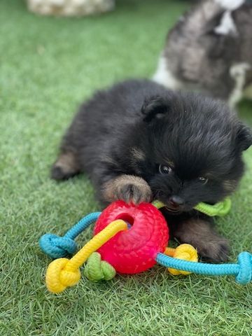 Pomeranian-Welpen