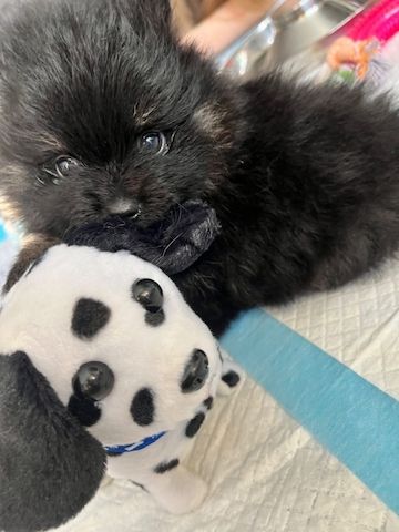 Pomeranian-Welpen