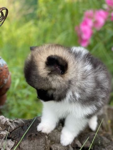 Pomeranian-Welpen