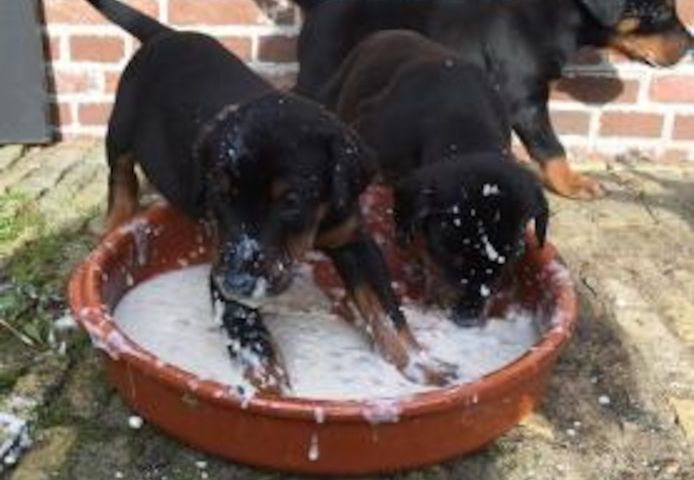 Dobermann Welpen mit Papieren 