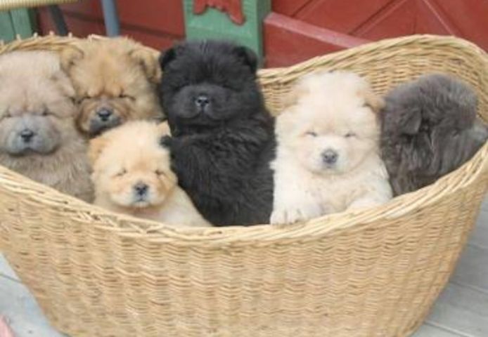 Chow Chow Welpen 