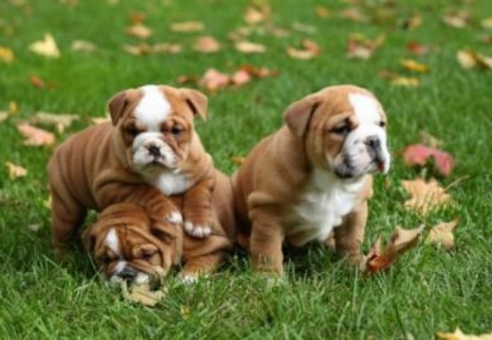 Englische Bulldogge Welpen mit papieren 