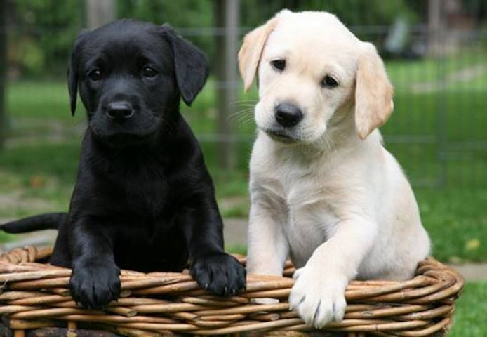 Labrador Welpen mit Papieren 