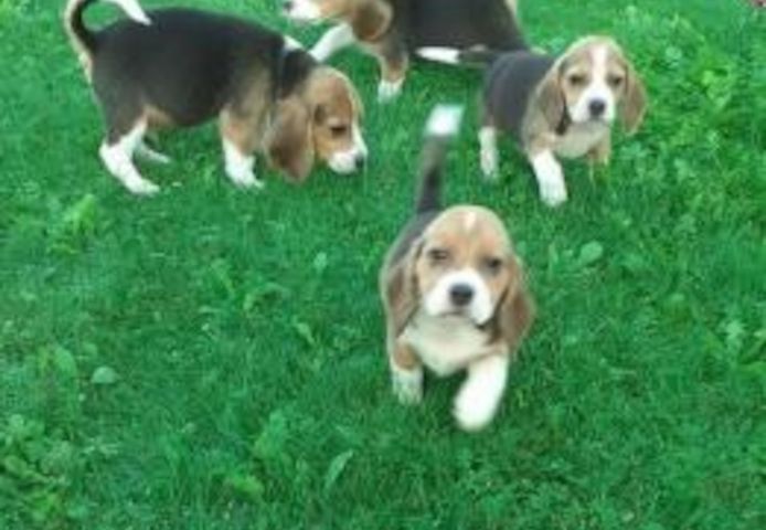 Beagle Welpen mit Papiere suchen ein zuhause