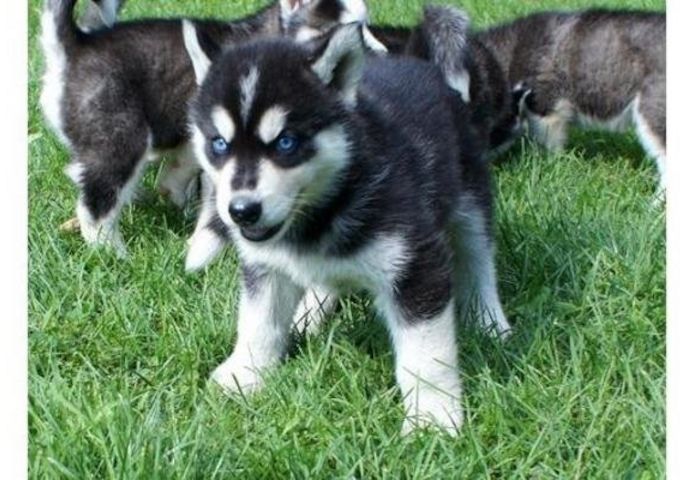 Siberian Husky Welpen mit papieren 