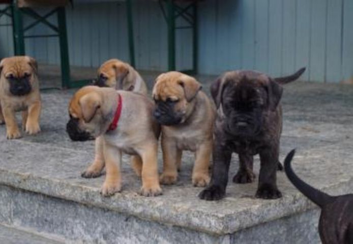 Bullmastiff Welpen mit Ahnentafel 