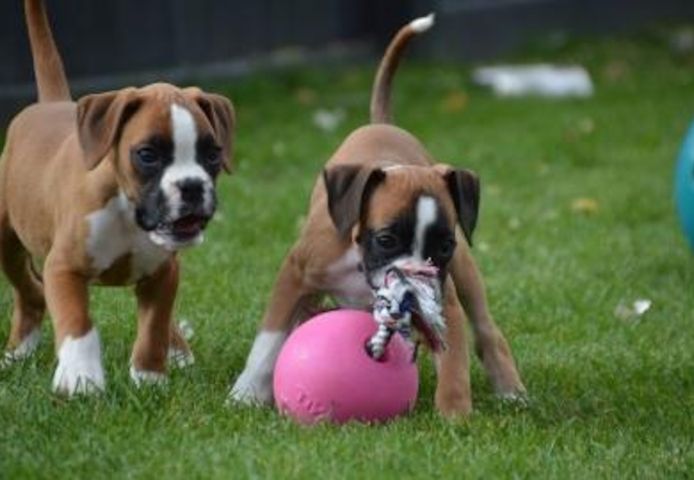 Boxer Welpen (Mädchen und Rude) mit Papieren 